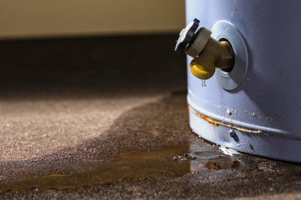 Best Carpet water damage restoration  in , MN