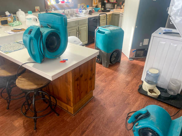 Best Mold removal after water damage  in , MN