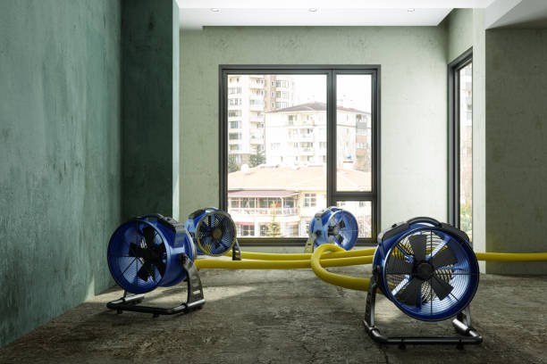 Best Water damage restoration near me  in , MN