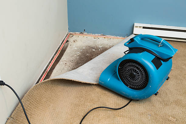 Best Flood restoration services  in , MN